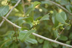 Salacia chinensis